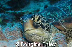 just woken up,sea turtle wakatobi, indonesia. d70 60mm by Douglas Epley 